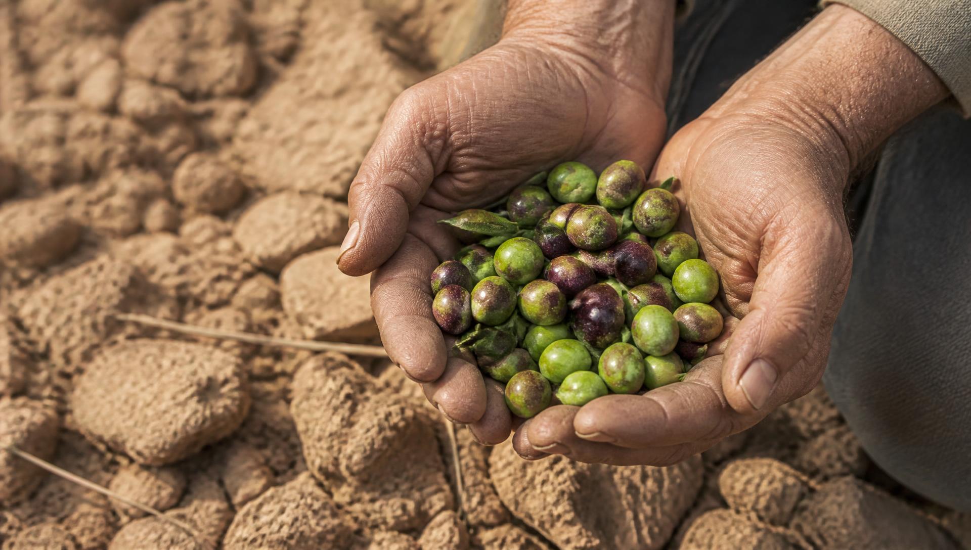 Manos sosteniendo aceitunas recién recolectadas del olivo